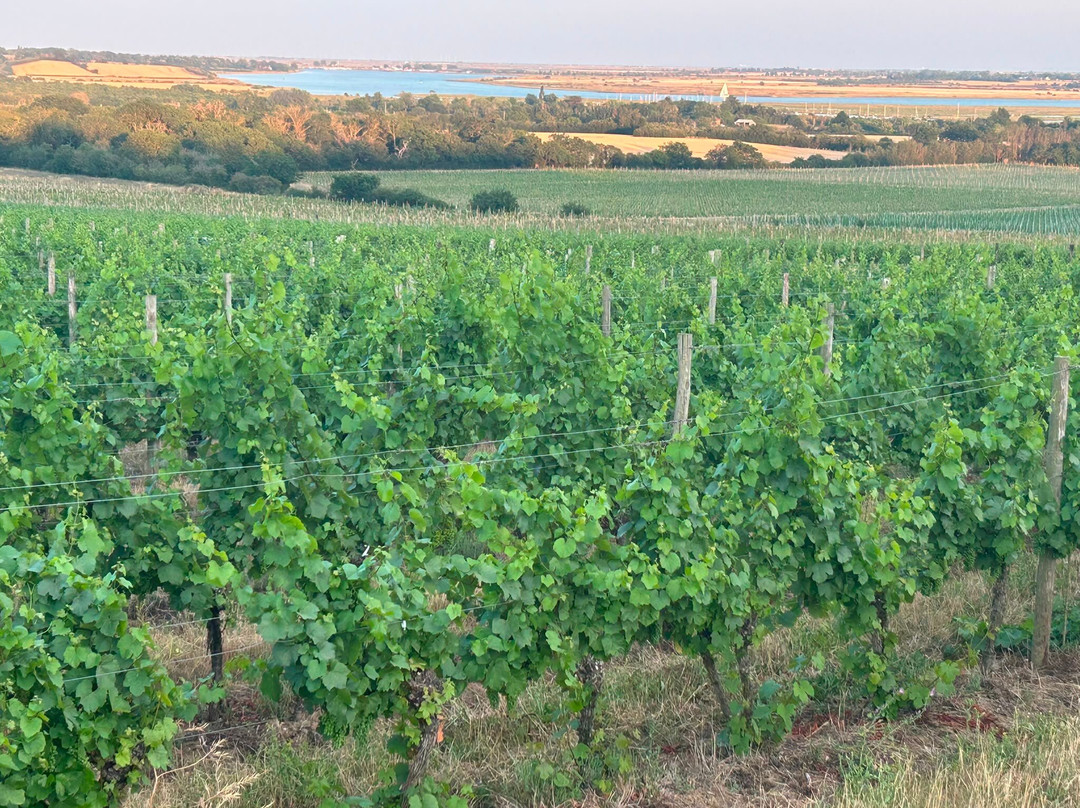 Clayhill Vineyard