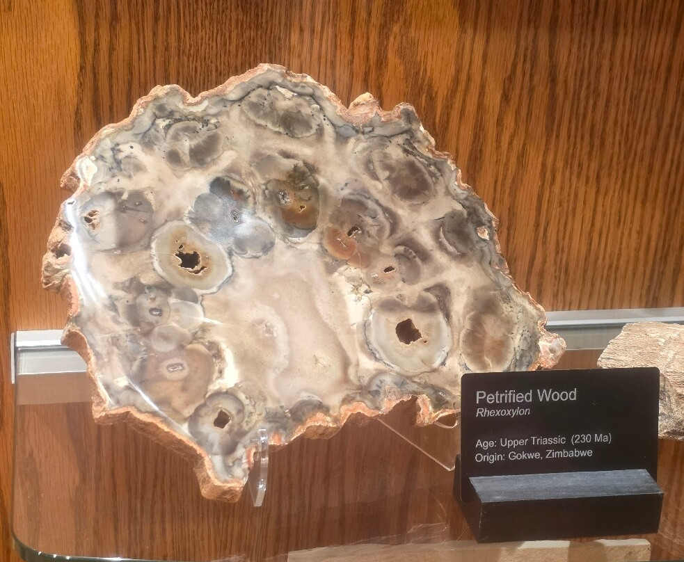 Wyoming Dinosaur Center-瑟莫波利斯必去景点
