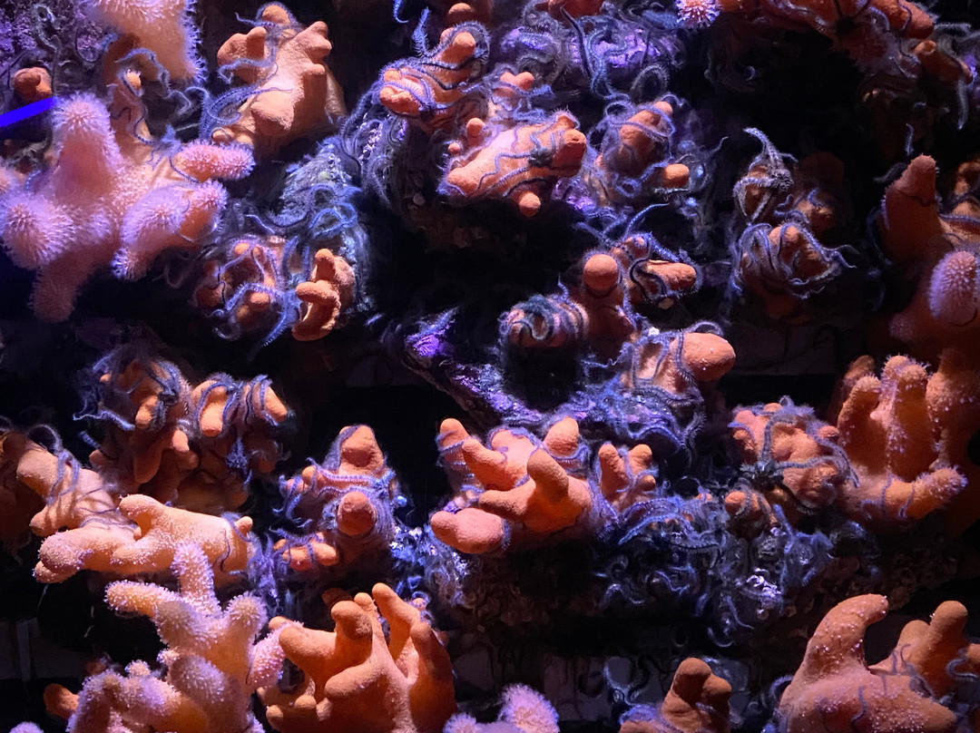 Ozeaneum-施特拉尔松德必去景点