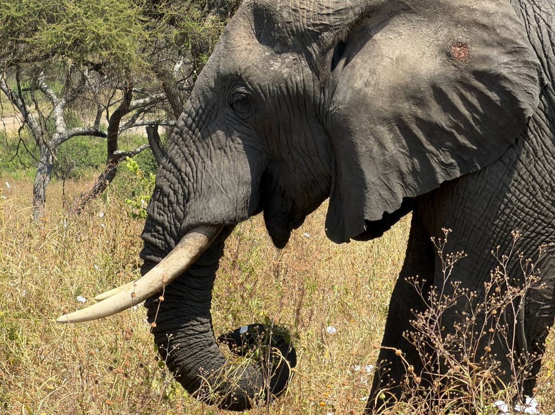 BADGER ADVENTURES TOURS & SAFARI-Arusha Chini必去景点