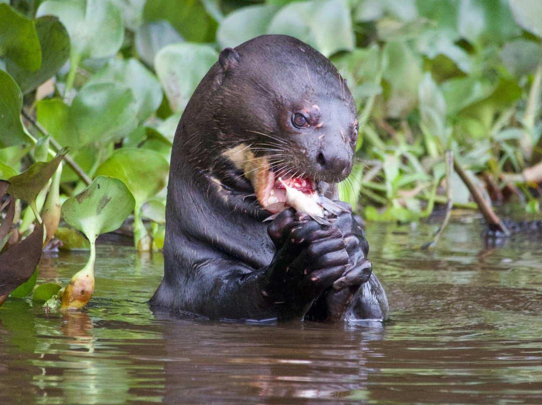 Olsen Photo Tours - Wildlife Experiences-Porto Jofre必去景点