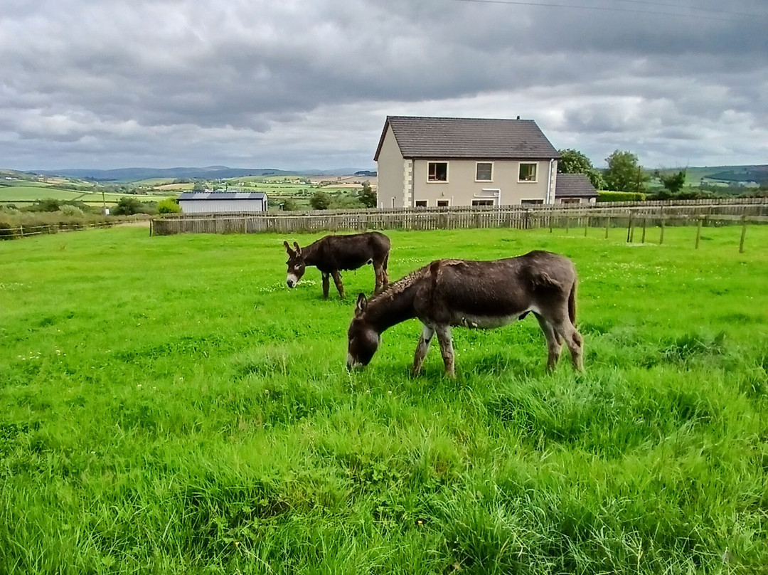 Donegal Donkey Sanctuary-Raphoe必去景点