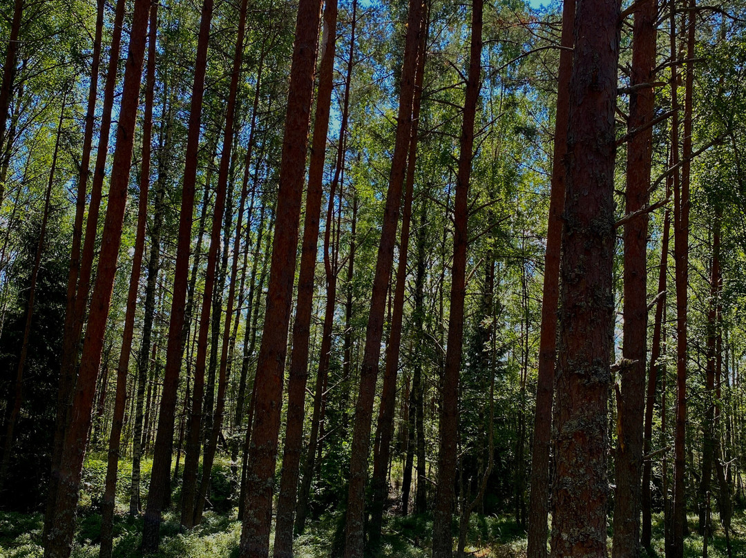 Viru Bog Trail-Kolga必去景点