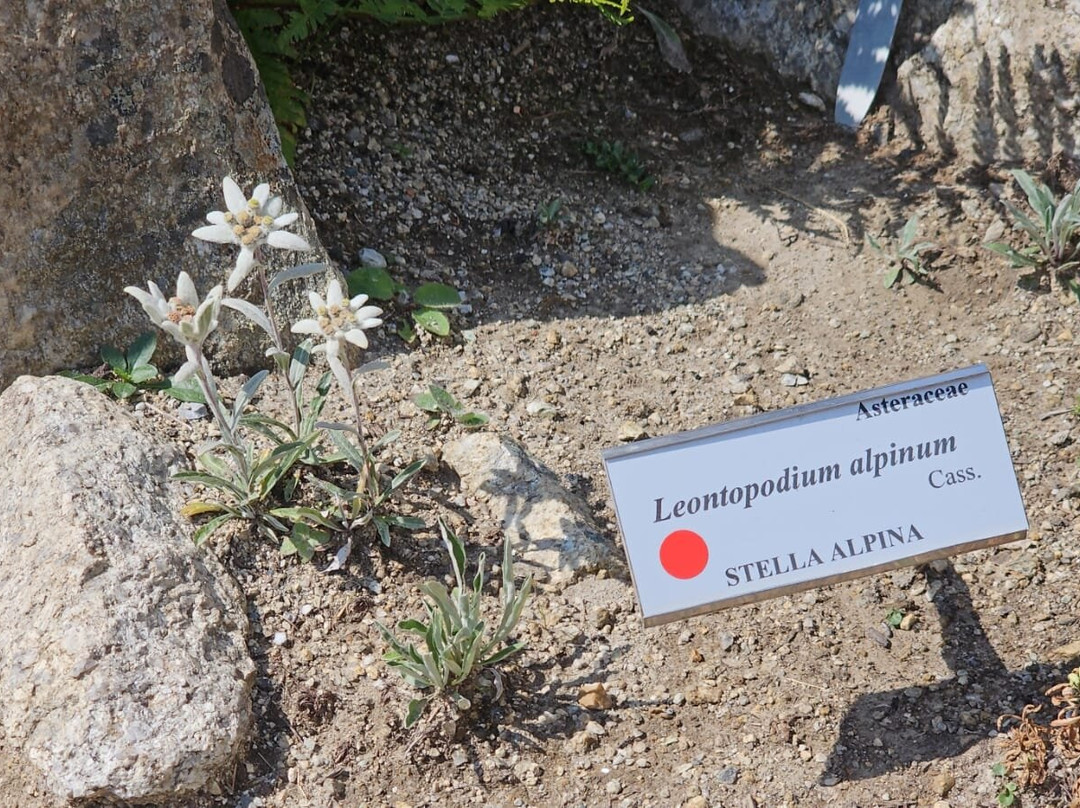 Alpine Botanical Garden Saussurea-库马约尔必去景点