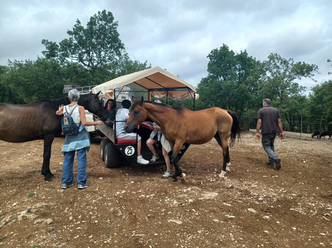 Safari de Saint Cirq Lapopie-Saint-Cirq-Lapopie必去景点