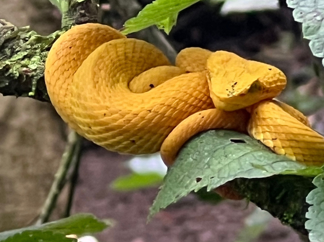 Sloths Paradise Rainforest-Bijagua de Upala必去景点