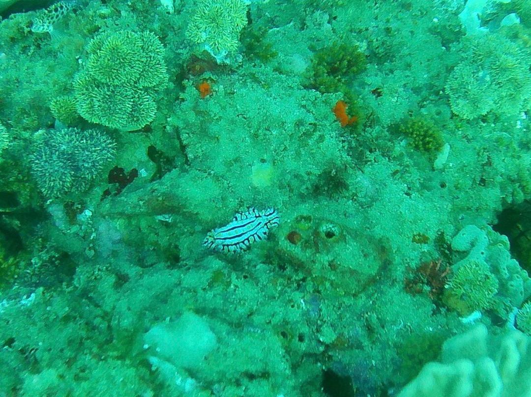 Pisces Diving Sodwana Bay-索德瓦纳必去景点
