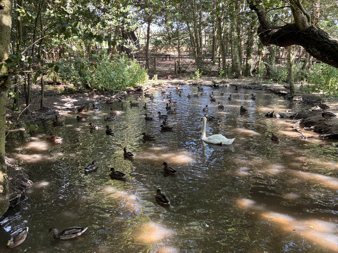 Abbotsbury Swannery-Abbotsbury必去景点