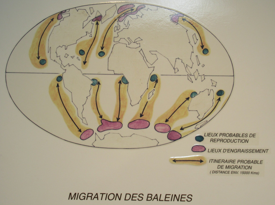 La Maison de la Baleine-Luc-sur-Mer必去景点