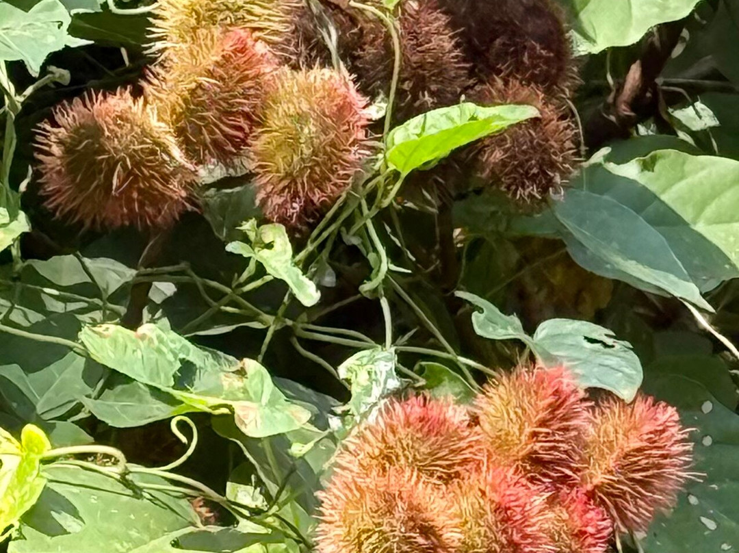 Village Green Spice farm-桑给巴尔岛必去景点