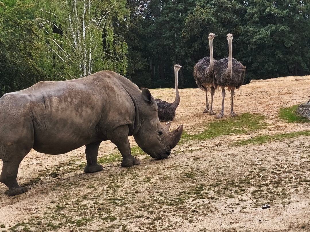ZooParc de Beauval-圣艾尼昂必去景点