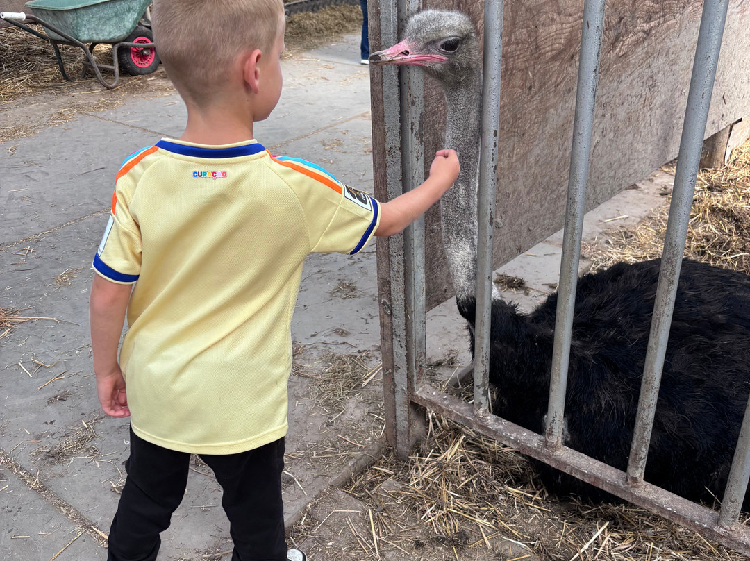 Struisvogelboerderij Monnikenwerve-斯勒伊斯必去景点