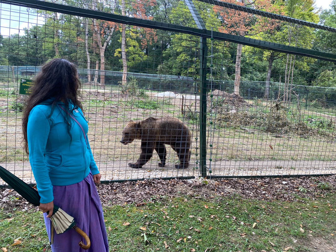 Libearty Bear Sanctuary Zarnesti-Zarnesti必去景点