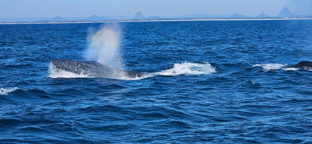 Whales Sunshine Coast-Buddina必去景点
