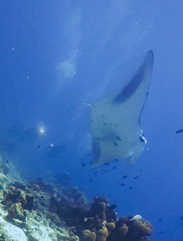 Diving Bluetribe Moofushi-南阿里环礁必去景点