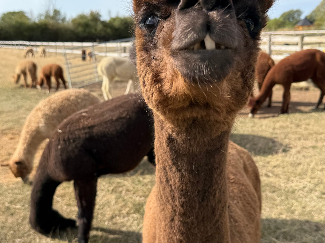 Lane House Alpaca Farm-切本哈姆必去景点