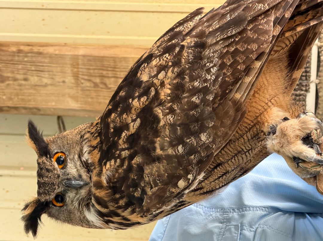 The Greenbrier Falconry-White Sulphur Springs必去景点