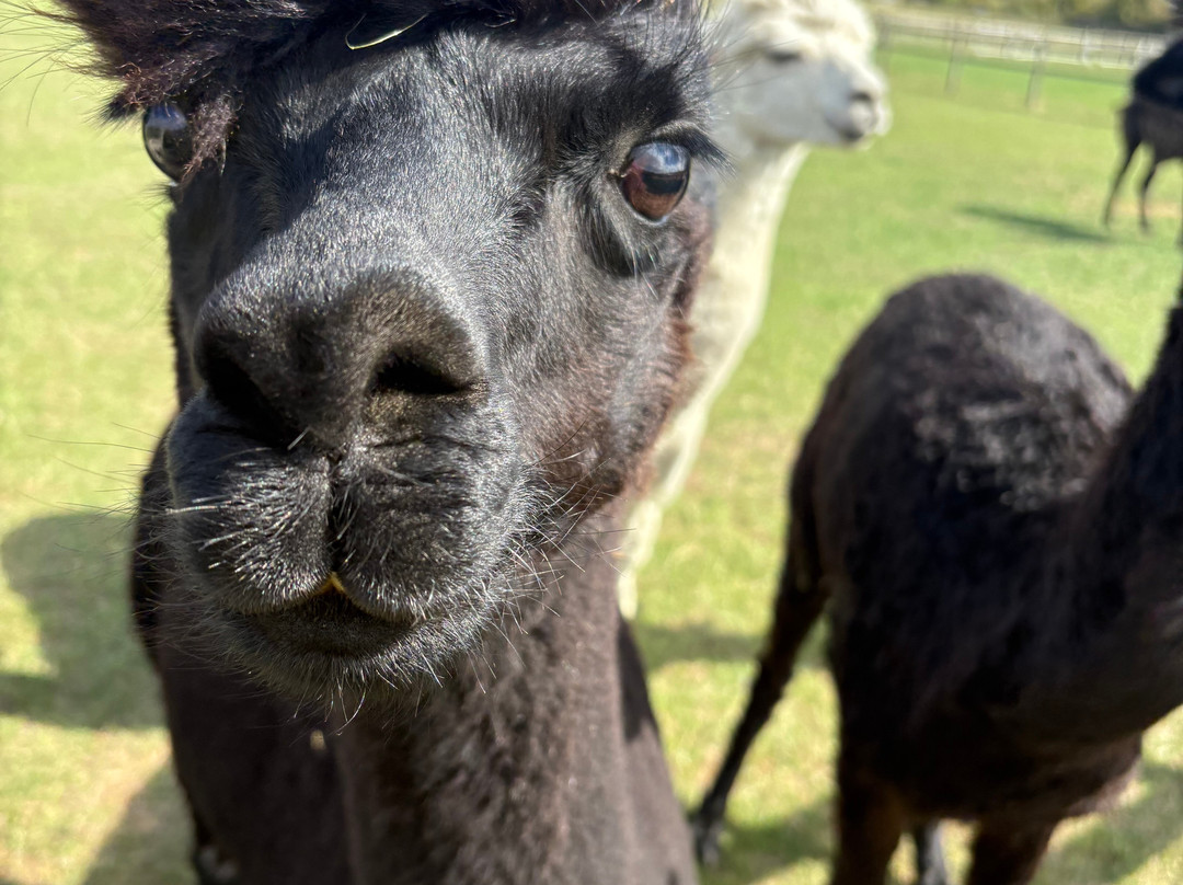 Cotswold Vale Alpacas-伊夫舍姆必去景点