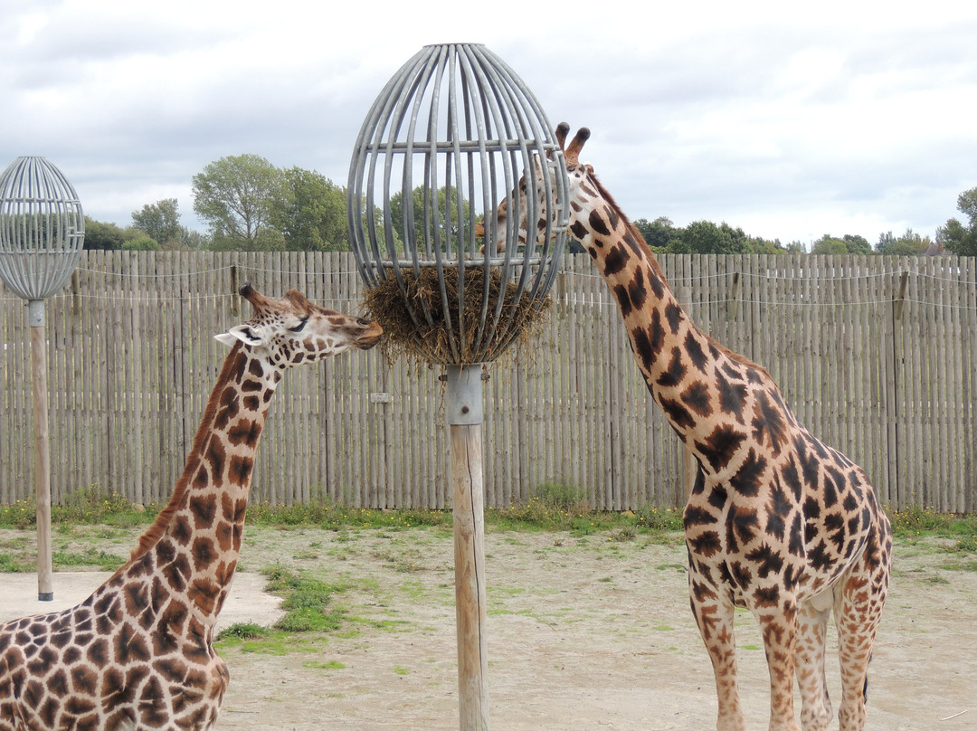 Wingham Wildlife Park-Wingham必去景点