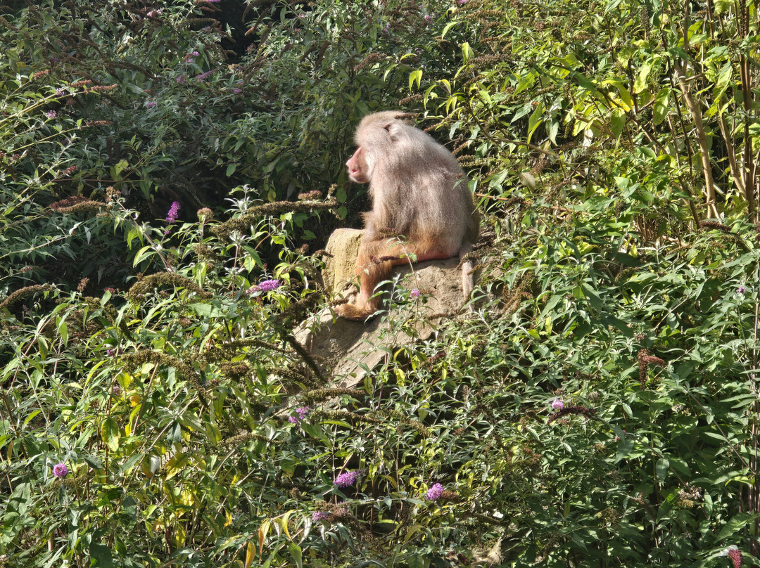 Combe Martin Wildlife And Dinosaur Park-伊尔弗勒科姆必去景点