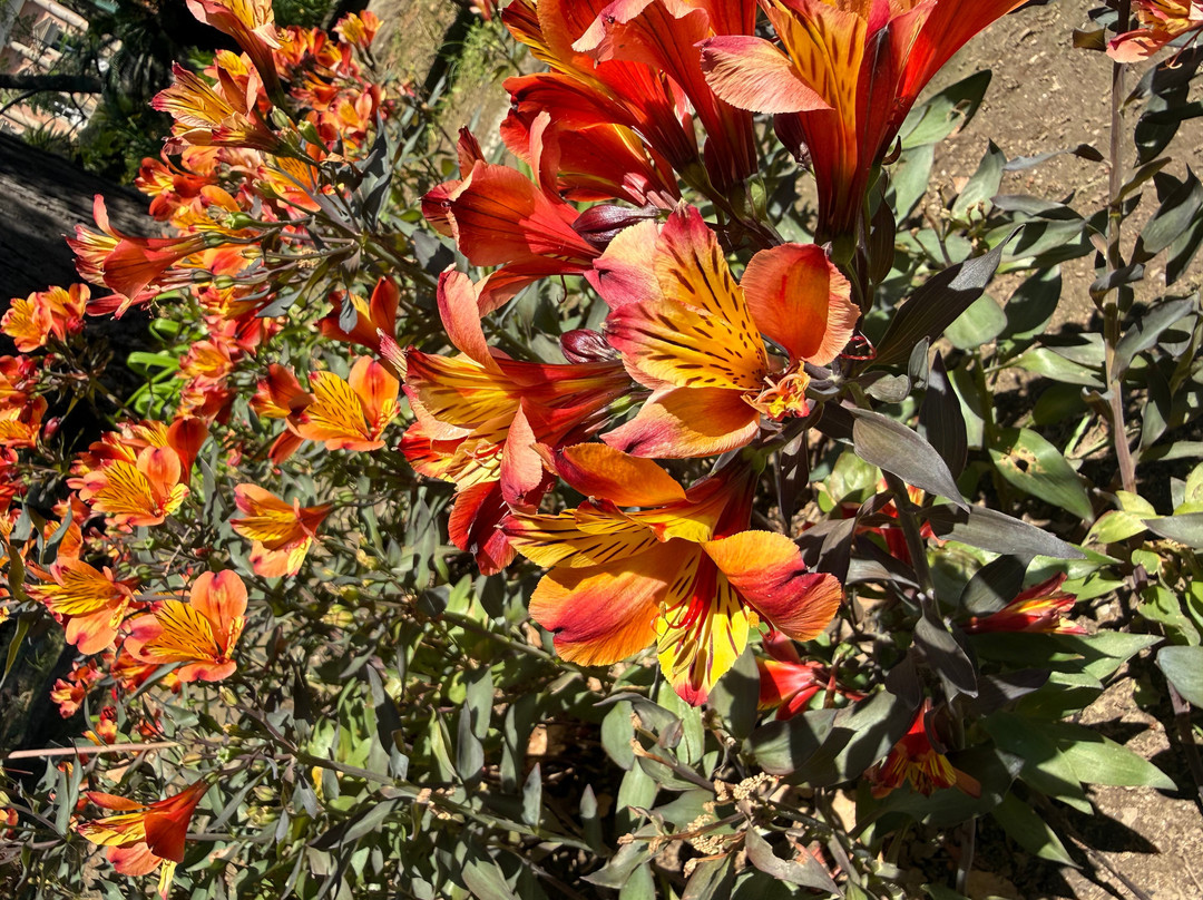 Orto e Museo Botanico di Pisa-比萨必去景点