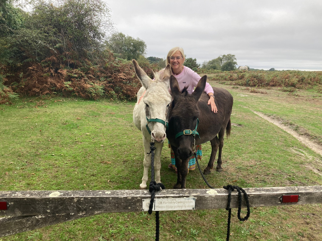 Brockenhurst Donkey Walks-Brockenhurst必去景点