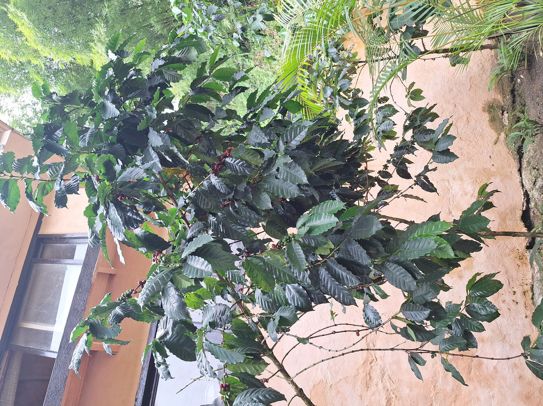 Iguanas Tours / Santa Marta-圣玛尔塔必去景点