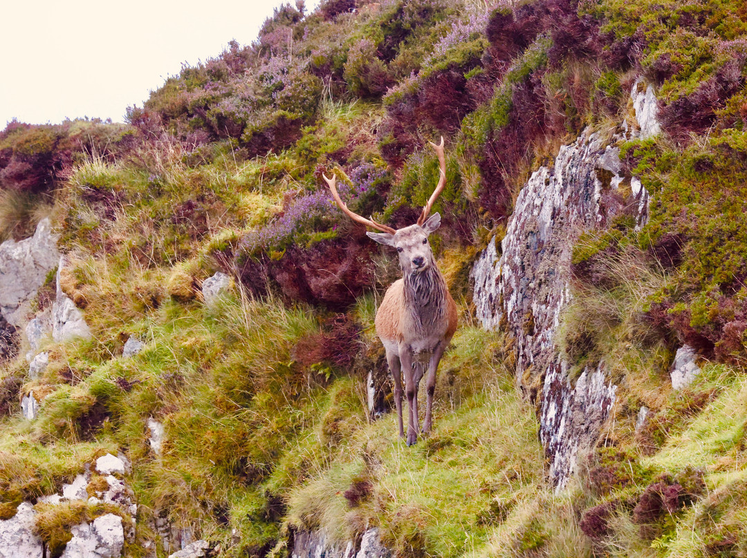 Lady Anne Wildlife Cruises-Grimsay必去景点