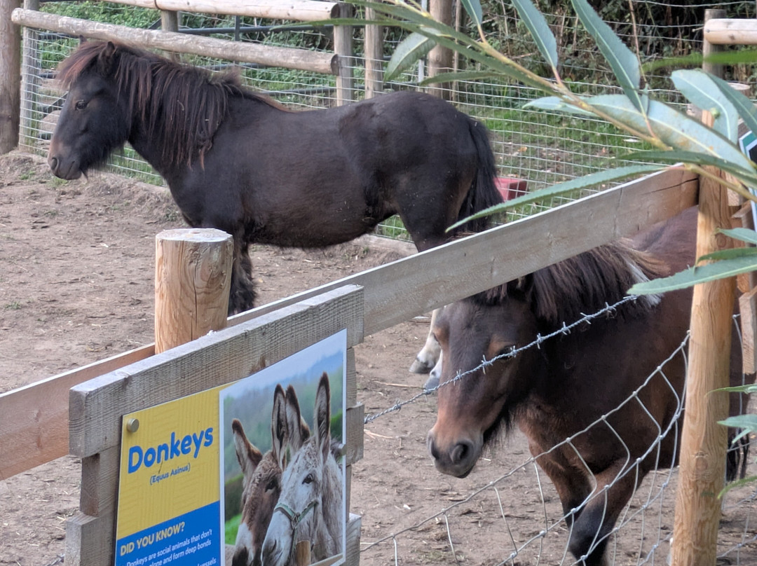 Godstone Farm & Play Barn-Godstone必去景点