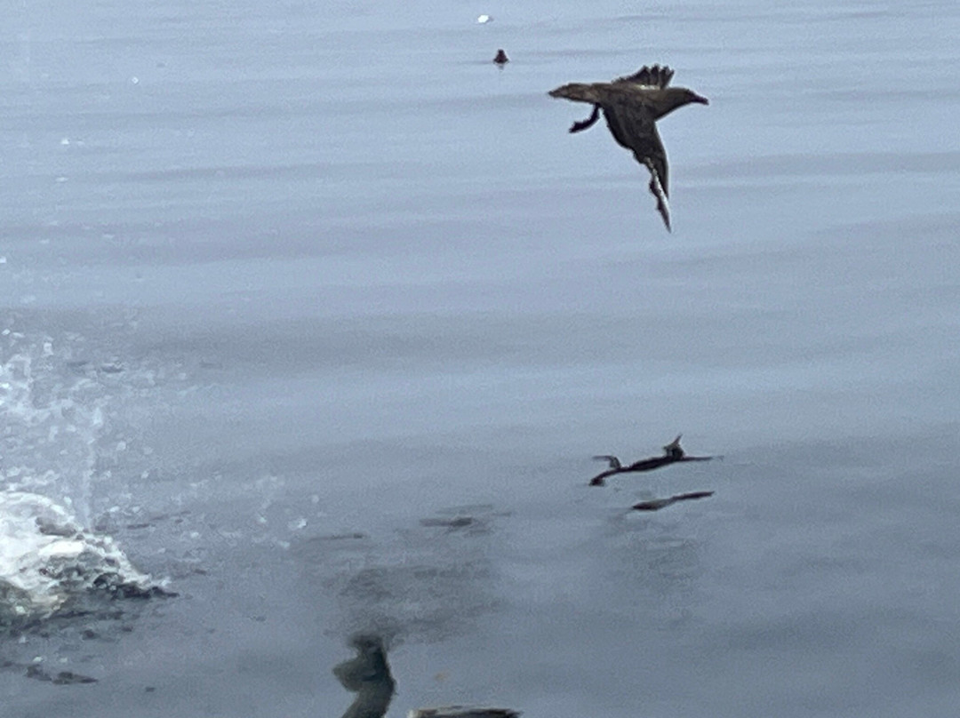 Seabirds and Seals - The Original Noss Boat Tours-Lerwick必去景点