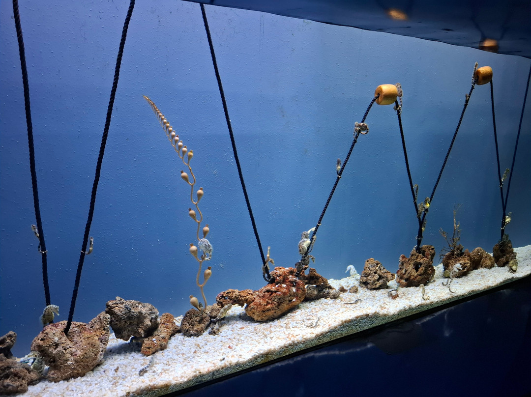 热那亚水族馆-热那亚必去景点