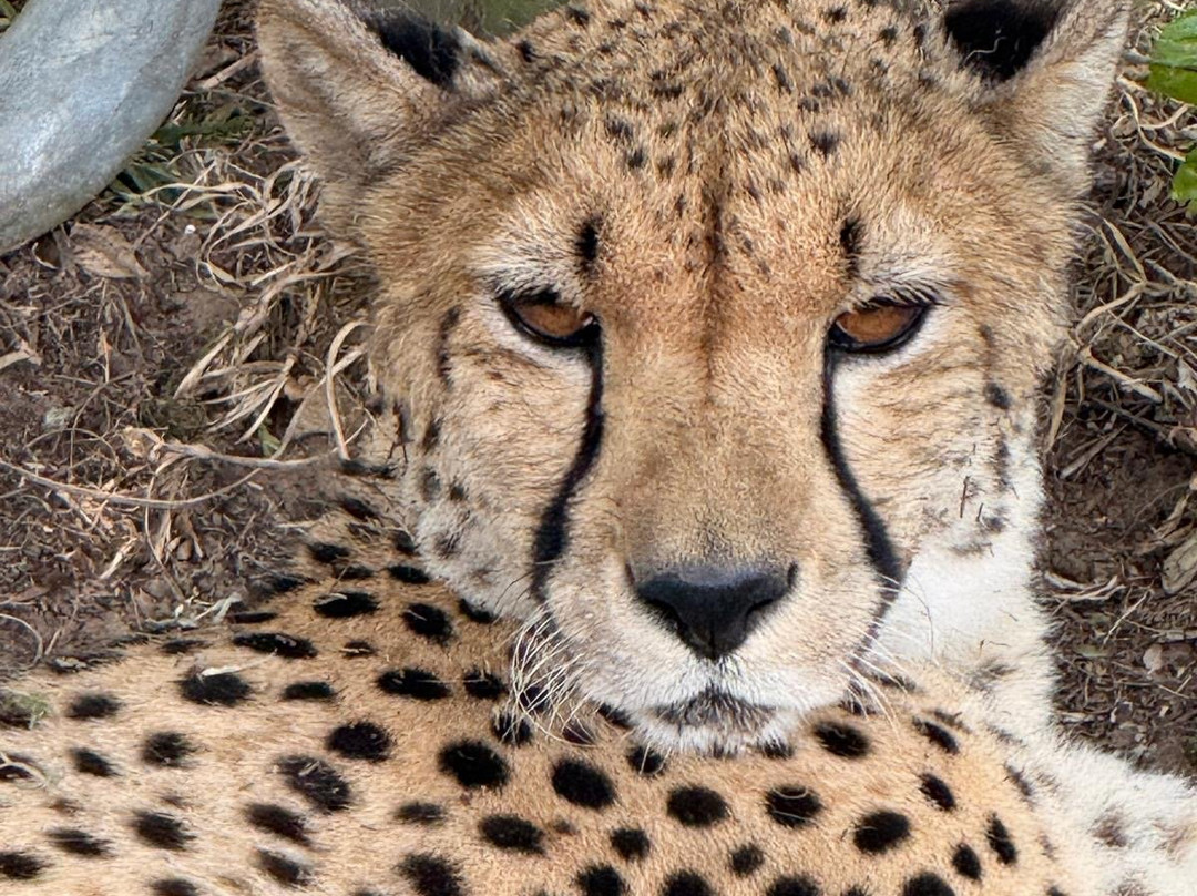 Zululand Cat Conservation Project-Hluhluwe Game Reserve必去景点