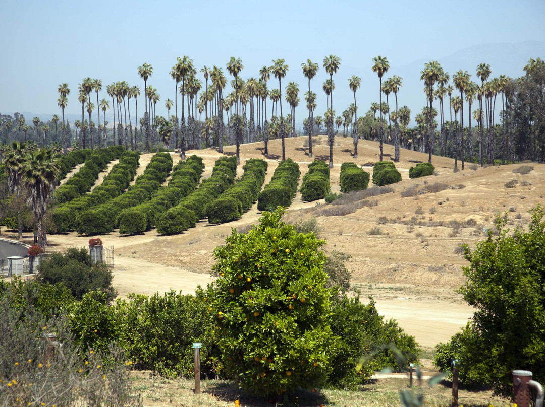 California Citrus State Historic Park景点图片