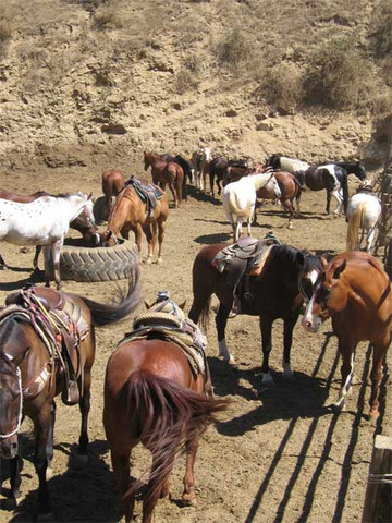 好莱坞日落牧场