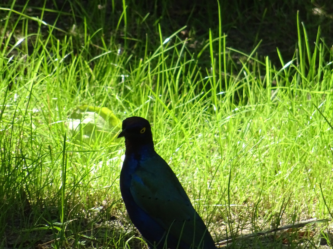 Vogelpark Ruinen景点图片