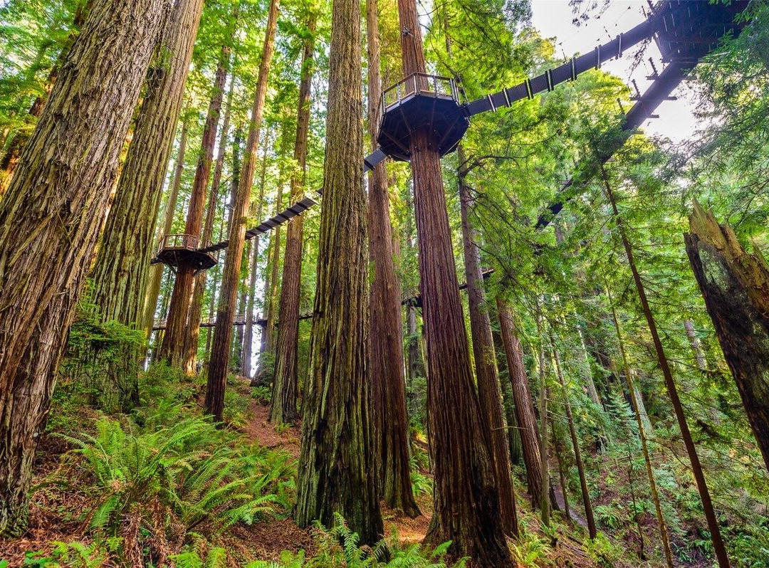 The Redwood Sky Walk景点图片