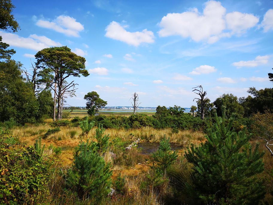 Holton Heath旅游景点-RSPB Arne
