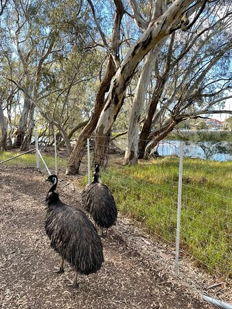 Fauna Park-Warracknabeal必去景点