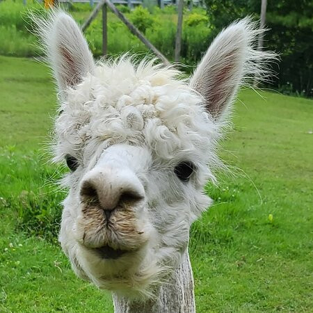 Old Mill Alpacas景点图片