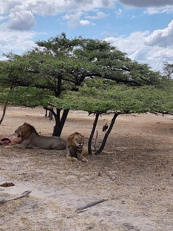Selous Game Reserve景点图片