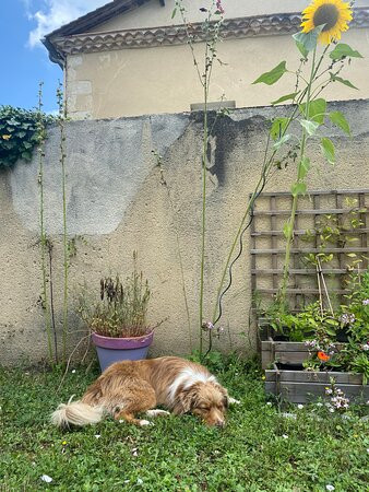 Logis Hôtel le Lion d'Or主图