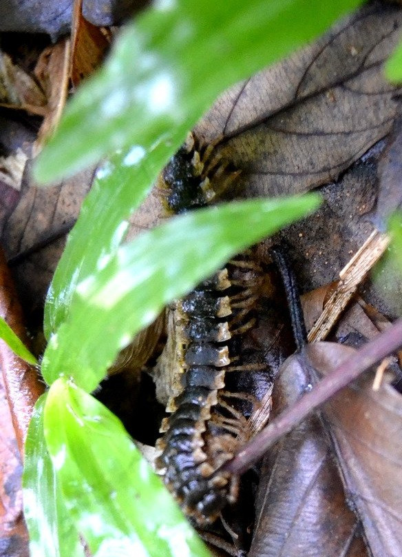Pusat Pendidikan Konservasi Alam Bodogol