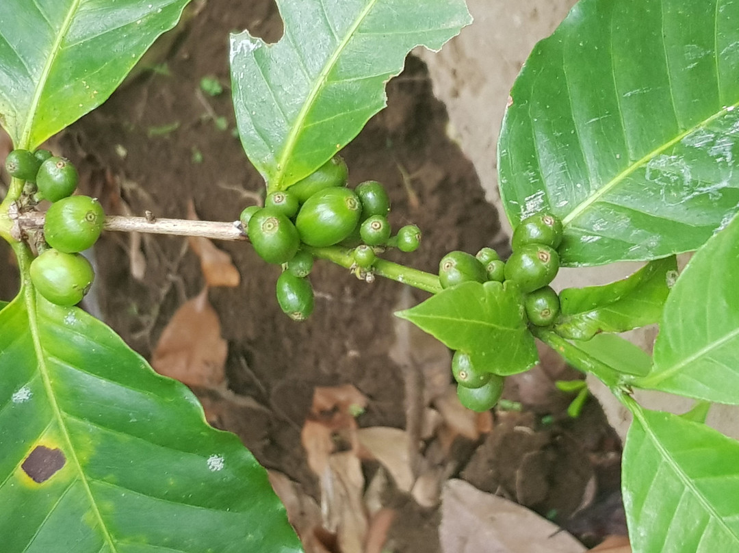 Wedang Sari Coffee Plantation景点图片