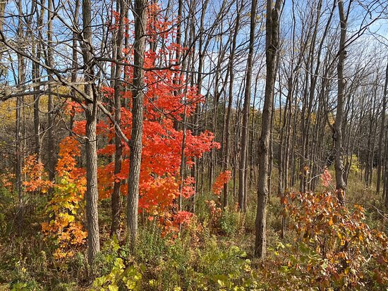 Wildwood Conservation Area-圣玛丽必去景点