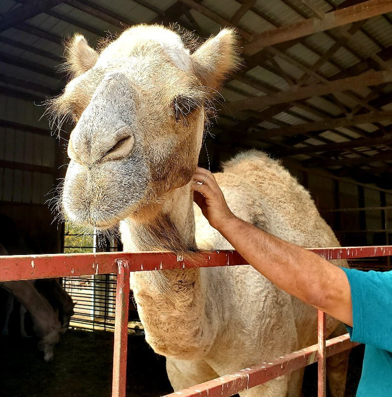 Lazy L Safari Park-开普吉拉多必去景点