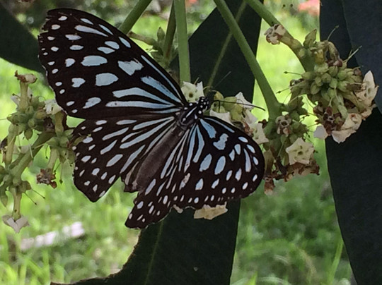 @ Samui Tour & Travel-呈塔累必去景点