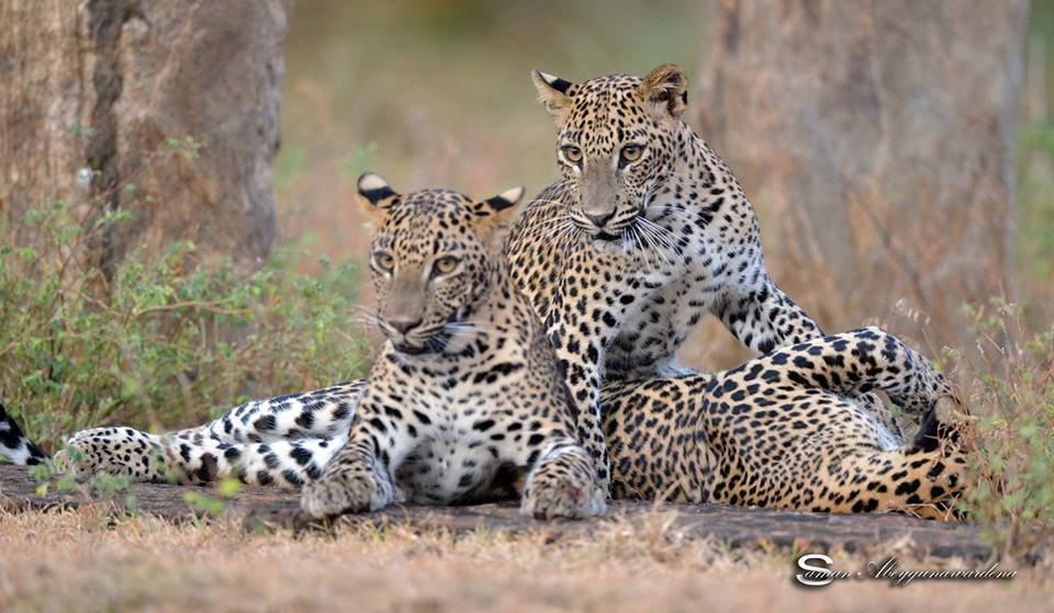 Daya Safari Jeep Service-蒂瑟默哈拉默必去景点