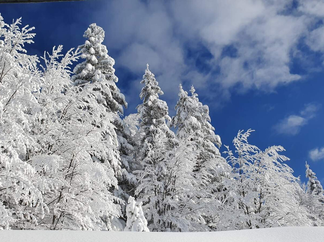 Montana Jahorina