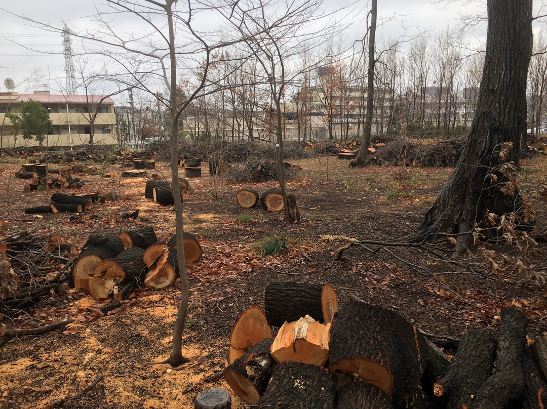 Nishikoigakubo Ryokuchi