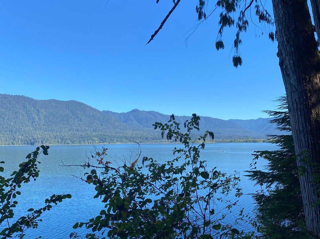 Quinault Rainforest Nature Loop景点图片